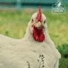chook.gif