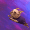 dog-omw-1.gif