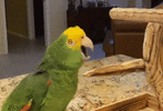 parrot-sing.gif