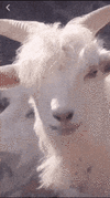 1758539374709.gif