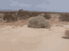 IMG_4822.gif