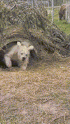 bear.gif