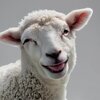 timlamb.jpg
