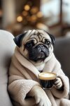 pug coffee.jpg