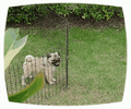 Messenger_creation_4DBD1E8F-6A94-42F8-8F65-5C9ABF3AEE45.gif