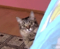 cat-yoeth.gif