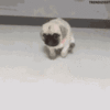 itchy-cute-dog-3.gif
