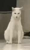 cat-vomit (1).gif
