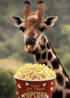 Popcorn Giraffe.GIF