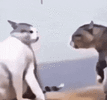catfight.gif