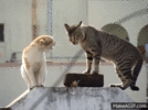 catfight2.gif