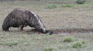 emu.jpg