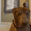 doggo.gif