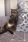 confused-cat-stunned-reaction-wji2zujd95tujh95.gif