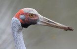 brolga.jpg
