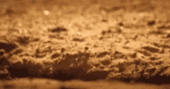 IMG_1495.gif