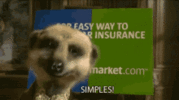 simples-meerkat.gif