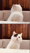 1763950033825.png
