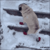 slipping-on-ice-pugs-1.gif