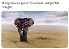 animal_identification_test.gif