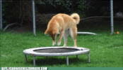 animal-gifs-tiny-trampoline.gif