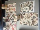 IMG_0532.jpeg