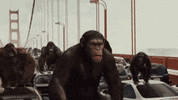 IMG_4222.gif