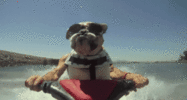 tumblr_mhgl5svtA01qft49to1_500.gif