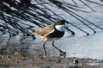 rkplover.jpg