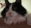 cat-ww-4gifscom.gif