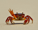 crab-lara.gif