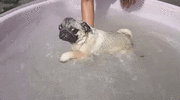 71cbd3df81b09ee35229b0c458dc4108.gif