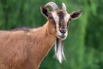 Goat.jpeg