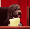 last-week-tonight-dog-taking-notes.gif