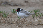 hoodedplover.jpg