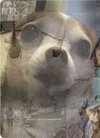 1766832009330.jpeg