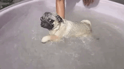 71cbd3df81b09ee35229b0c458dc4108.gif