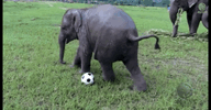 IMG_0207.gif