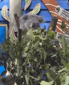 koala-scratch-koala-meme.gif