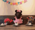 happy-birthday-three-dogs-eating-cake-w8keo2ww9sufmz19-4112624124.gif