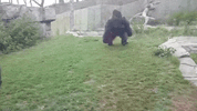 royslogogif1.gif