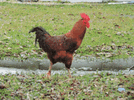 IMG_4923.gif