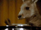 skippy2.gif