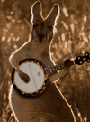 skippy3.gif