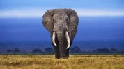 1774583580486.webp