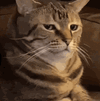 IMG_8745.gif