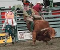 bull.webp