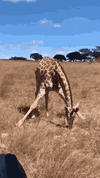 1777105060396.gif