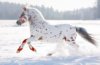 appaloosa red and white.jpg
