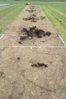 Kingsville-Baptists-CC-damaged-pitch.jpg